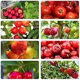 acerola - semillas orgánicas trepadora de oficina resistentes semillas de comprar bonsáis balcón resistentes 100pcs