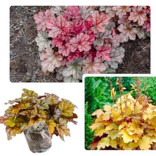 Heuchera Live Plant TANKDA