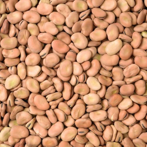 Germisem Puffbohnen AGUADULCE, mehrfarbig, XXL 20