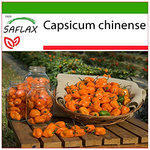 SAFLAX - Chile habanero amarillo - 10 semillas - Con sustrato estéril para cultivo - Capsicum chinense