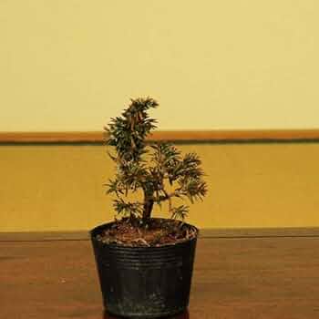 Amazon.co.jp: 遊恵盆栽 盆栽素材苗：紫杜松(トショウ) : DIY