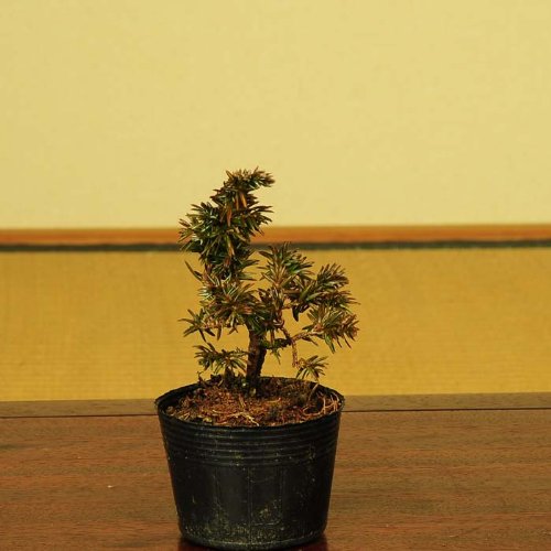 Amazon.co.jp: 遊恵盆栽 盆栽素材苗：紫杜松(トショウ) : DIY