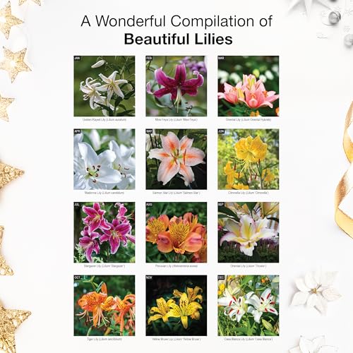 RED EMBER Lilies 2026 Wall Calendar 12 Month | 12 inch x 24 inch Open ...