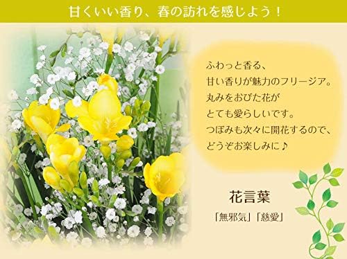 Amazon フリージアの花束 Lサイズ フリージアとカスミ草の花束 ホワイトデー 花 ギフト お返し プレゼント 花束 オンライン通販