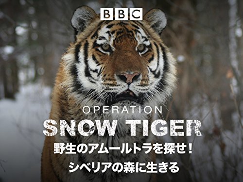 野生のアムールトラを探せ!~シベリアの森に生きる (吹替版) 野生のアムールトラを探せ!~シベリアの森に生きる (吹替版)