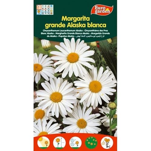Semillas fito flores margarita grande de alaska blanca 00577 (caja 10 unidades)