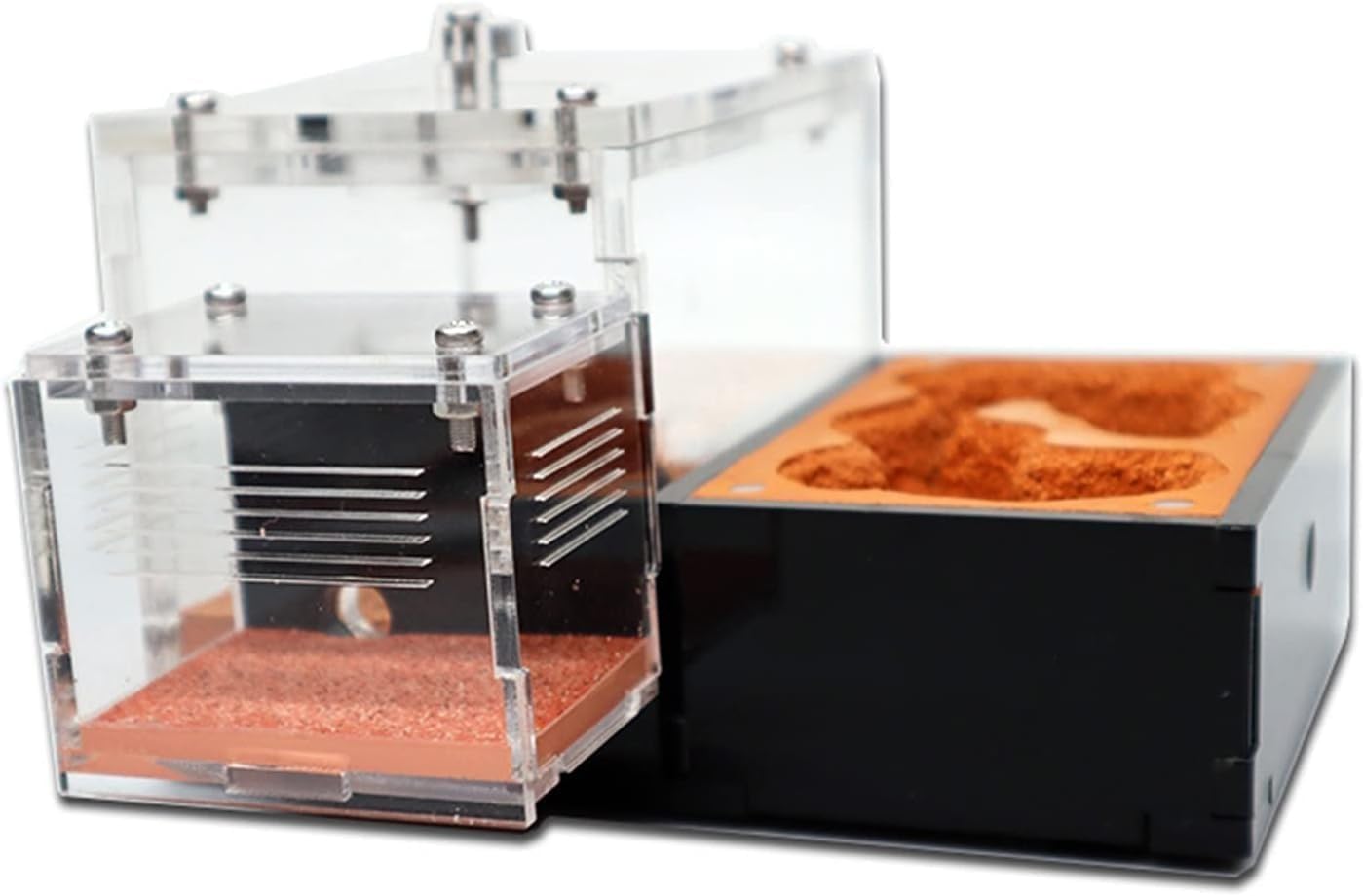 Scatola per allevamento formiche – Grande habitat per osservare formiche vive, formicarium regina, scatola per insetti per alimentazione e officina