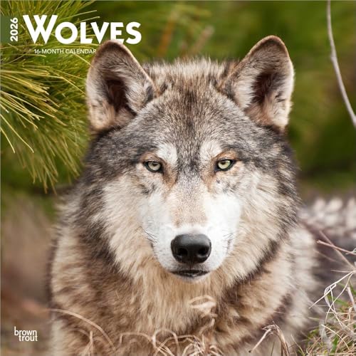 Wolves | 2026 12 x 24 Inch (Hanging) Monthly Square Wall Calendar | Plastic-Free | BrownTrout | Wildlife Animals