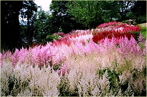 Astilbe Showstar Mix 50 Seeds