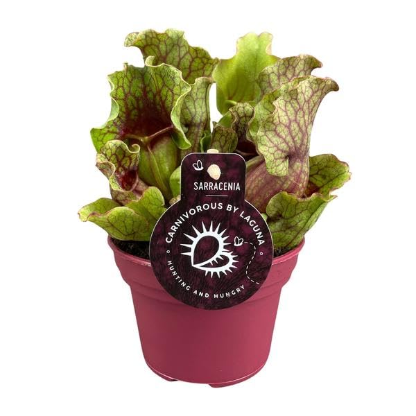Roślina ogrodnicza Sarracenia – mięsożerna roślina pokojowa Ø 12 cm – wysokość ok. 20 cm – egzotyczne wzornictwo – oczyszczająca powietrze i łatwa w pielęgnacji