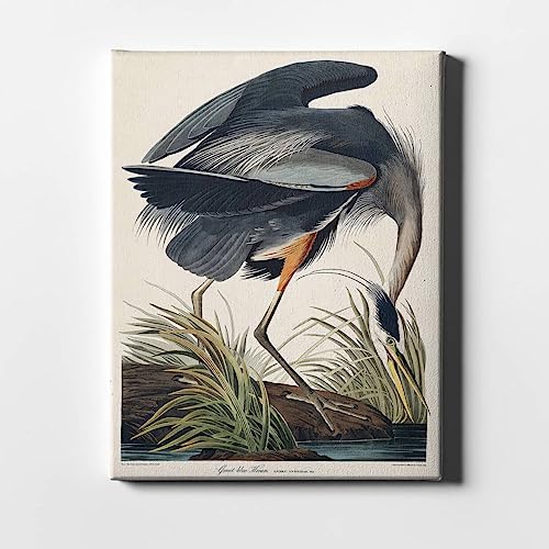 Impression giclée grand héron bleu Ardea Herodias toile d'art chic