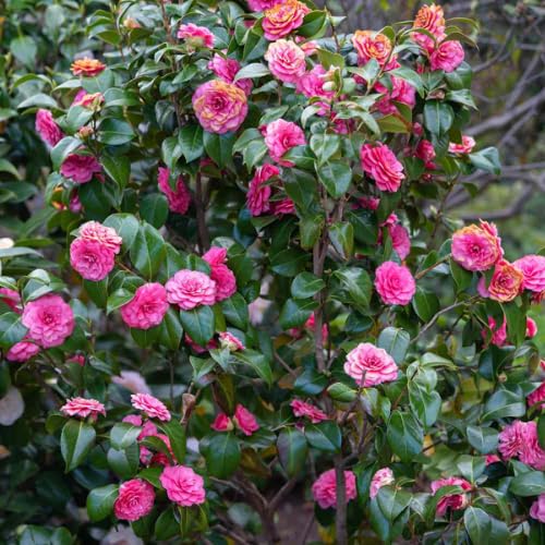 Bright Double Pink Camellia Japonica Plant Live in 4