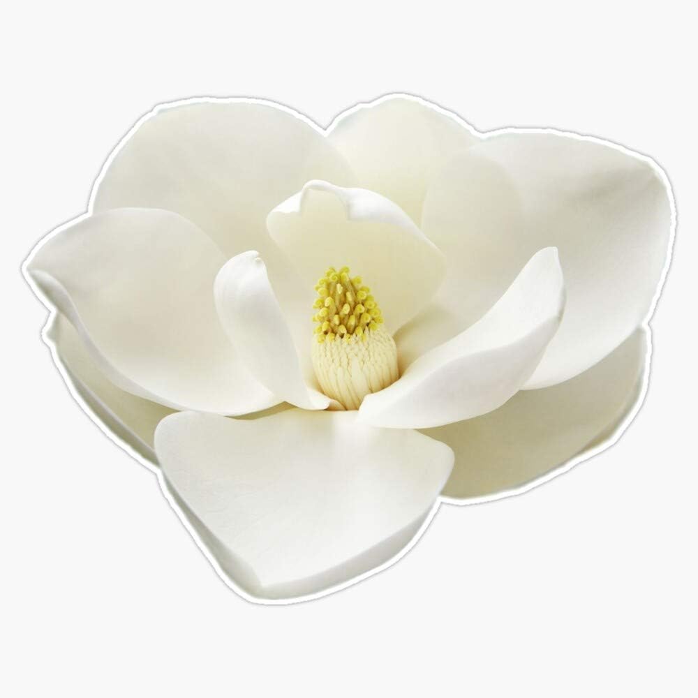 Buy White Magnolia Vinyl Waterproof Sticker Decal Car Laptop Wall Window Bumper Sticker 5