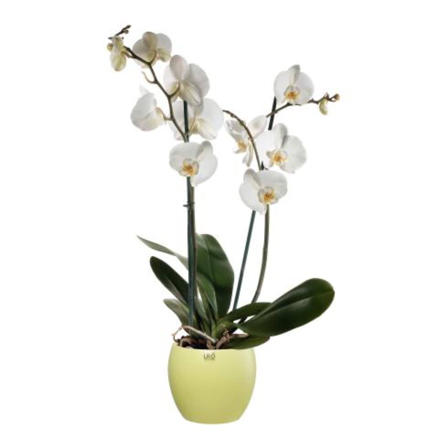 Caspo jaune mat D16 H13 cm | Pot de fleur intérieur design CR85/16Y