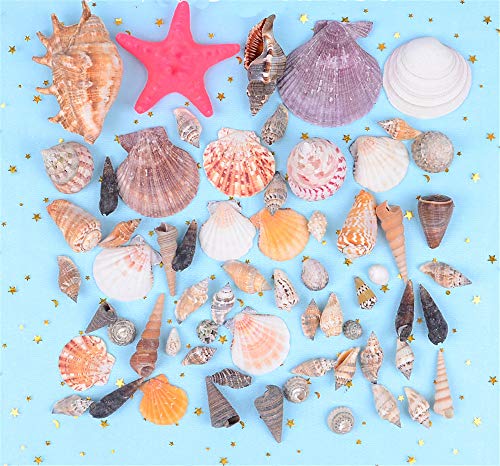 Amazon | tonntyann カラフル 貝殻 アソート セット 置物 オブジェ
