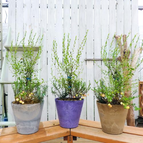 Amazon.co.jp: ビルベリーとクランベリーの寄せ植え アートストーン