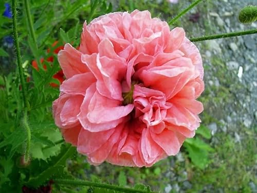 200 Flemish Antique Peony Poppy Mixed Colors Papaver Peoniflorum Flower