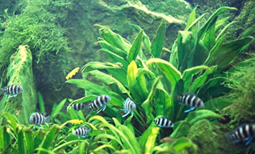 Marcus Fish Tanks 3X Amazon Sword Echinodorus Bleheri Easy Live Aquarium Plants For Aquatic Freshwater Fish Tank thumb #3