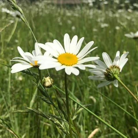 Ox-Eye Daisy Seeds for Birds and Bees Cover