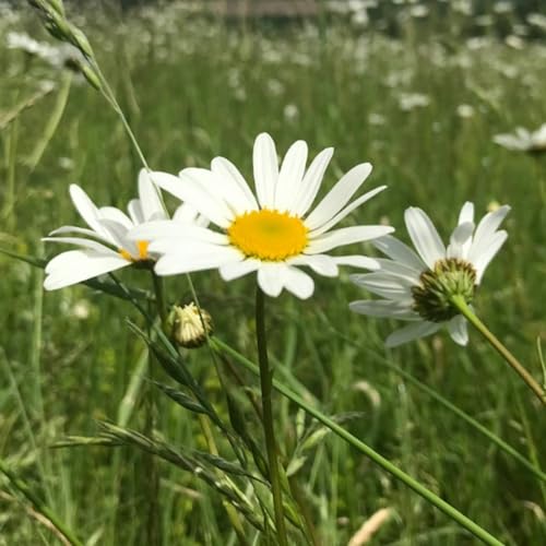 Ox-Eye Daisy Seeds - 1000 Native UK Wild Flower Seeds for Attracting Birds, Bees, Pollinators, Suitable for Planting and Growing Outdoors in Meadows, Gardens and Borders - Packed in UK by Meldon Seeds