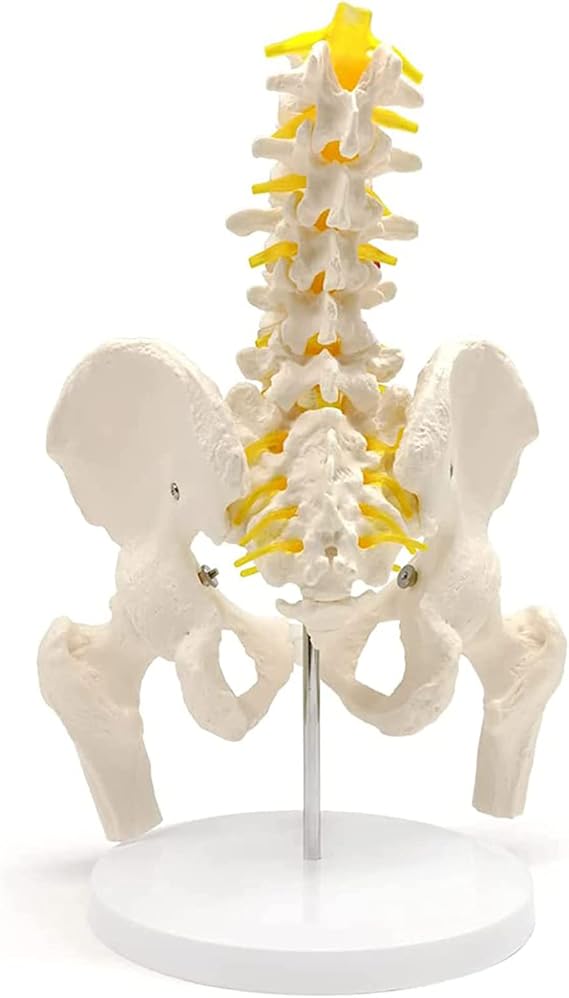 Male Pelvis Model, Flexible Anatomical Human Spine with 5 Lumbar Spines, Hip Model, Actual Size, Female Pelvic Skeleton Model, Medical Grade, Anatomy for Science Classroom Study Display