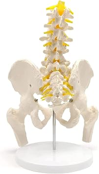 Male Pelvis Model, Flexible Anatomical Human Spine with 5 Lumbar Spines, Hip Model, Actual Size, Female Pelvic Skeleton Model, Medical Grade, Anatomy for Science Classroom Study Display