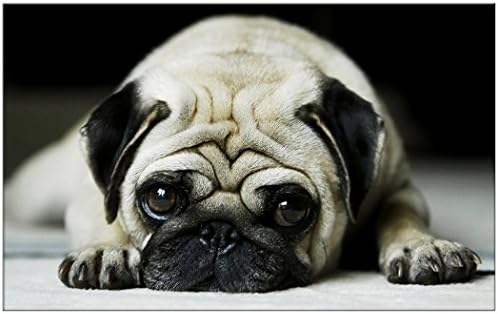 YISUMEI 50" X 80" Blanket Comfort Warmth Soft Plush Throw for Couch Pug Tummy Daze