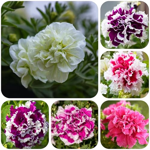 petuniensamen, mehrjährig winterhart für balkon für garten exotische 700pcs