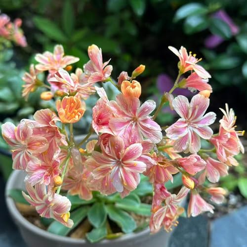 semi di lewisia, porcellana, decorazione da giardino per esterni resistenti all'esterno campo, decorazione da giardino roccioso resistenti rare 200pcs