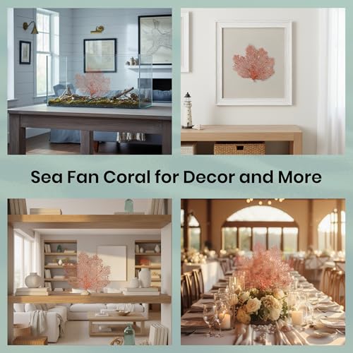 Image of Sea Fan Coral 7-10 inch - Nautical Decorations - Beach Home Decor - Decorative Coral (Pack of 2)