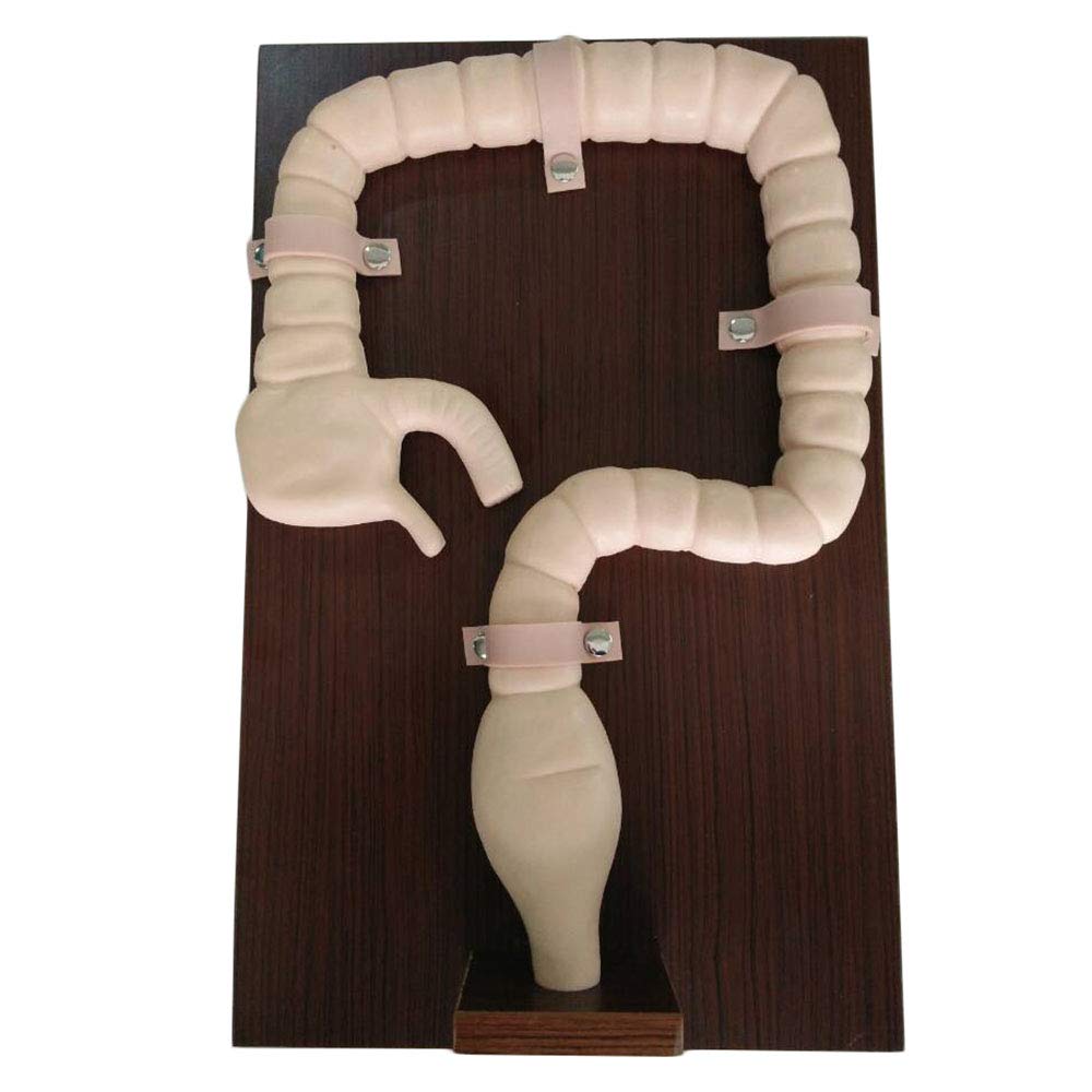 Sjdopulse Human Sigmoidoscope Training Simulator - Intestine Model - Colonoscopy Examination Model - Colonoscopy Demonstration Manikin Teaching Model - For Study Display Teaching