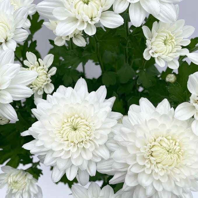 APNA DESH Chandramallika (Chrysanthemum) Live Plant – White Red Orange & Multicolor Hybrid Healthy Flower Plants | Ready to Bloom in 1-2 Months |Indoor & Outdoor Garden (White Chandramallika)-image-19
