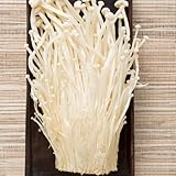 500 piezas Hongos Enoki Comprar Semillas - Cama de hierbas, plantas resistentes para el jardín. Cultivo de hongos - Flammulina Velutipes - Semillas de hortalizas para balcón, plantas