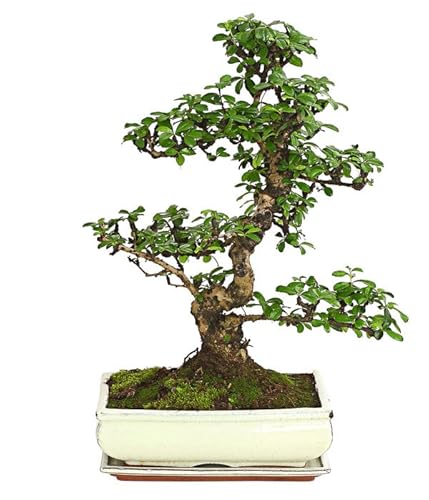 Bonsái del Árbol del Té de Fukien Natural Microphylla Carmona Cover
