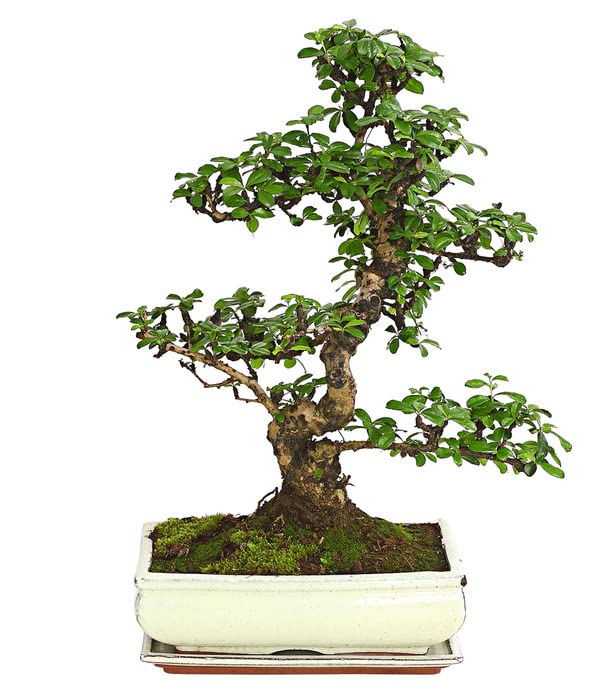 Bonsái del Árbol del Té de Fukien Natural Microphylla Carmona