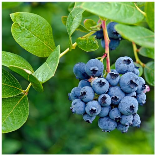 1 'Bluecrop' Blueberry/Vaccinium cor. 'Bluecrop' 25cm in 9cm Pot 3fatpigs®