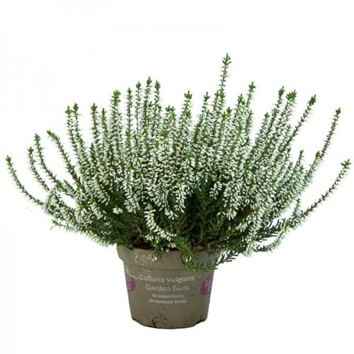 Brezo Natural Mix - Planta de Poco Riego Exterior y Resistente