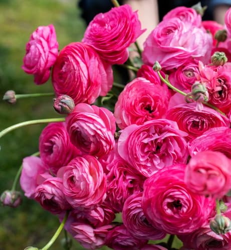 Mixed Peony Ranunculus Bulbs- Persian Buttercup -10 Corms Bulbs Flowering Blooms Perennial Bulbous Root Garden Plant (Pink) - Thumbnail 6