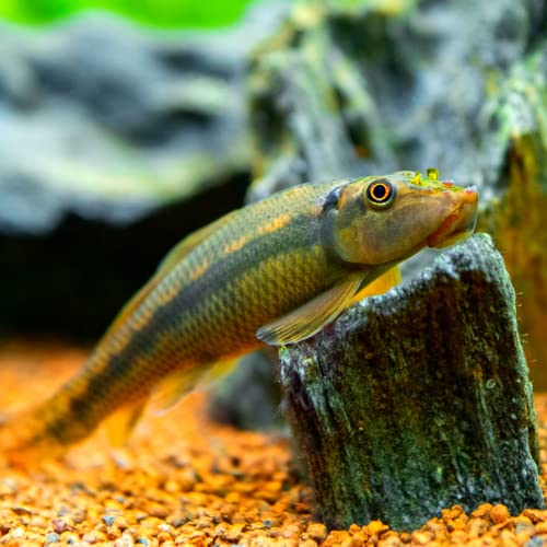 Chinese Algae Eater Pack of 10 Fish
