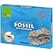 Produktbild Moses 60022 Geolino Meeresreptilien-Fossil
