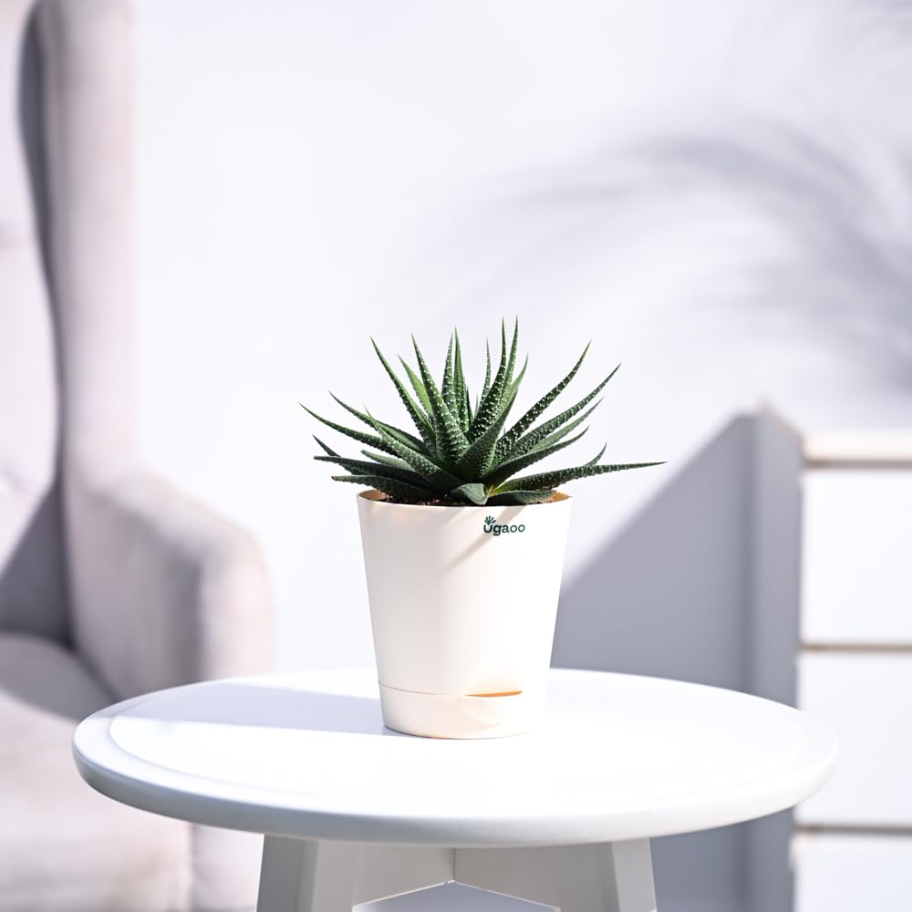 UGAOO Zebra Haworthia Succulent Live Plant with Pot (B09PF2ZFPK) Amazon Price History, Amazon Price Tracker