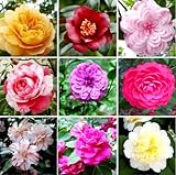 100PCS Double Camelia Impatiens Seeds Mixed Color Balsamina Impatiens Flower Shade Garden Seeds Bee Butterflies
