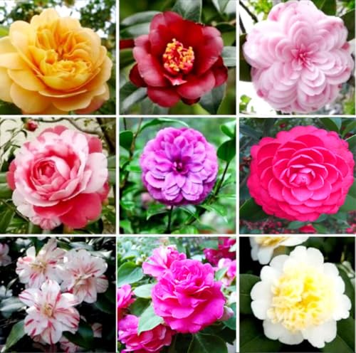 100PCS Double Camelia Impatiens Seeds Mixed Color Balsamina Impatiens Flower Shade Garden Seeds Bee...