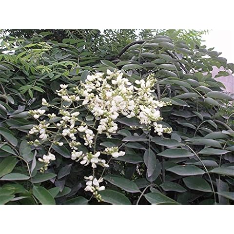 TreesAgain Potted Japanese Pagoda Tree - Styphnolobium japonicum - 6-14+ inches (See State Restrictions) Cover