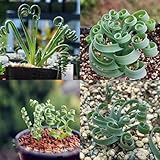 Bulbos de albuca espiralis,bulbos de albuca spiralis,albuca namaquensis,albuca espiralis planta,Planta de interior suculenta,Albuca Spiralis Plant,plantas de interior,perenne.-5bulbos-greenA
