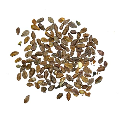 Image of Seed Needs Pink Swamp Milkweed Seeds for Monarch Butterflies 10 Pack