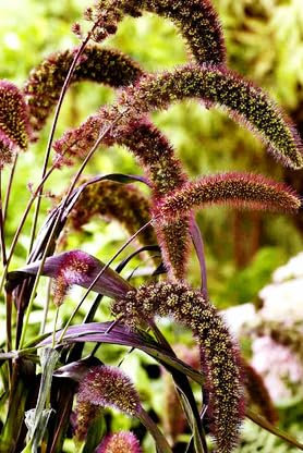 Jewel Foxtail Millet Ornamental Grass Seeds*Red Bristle Grass"-image-40