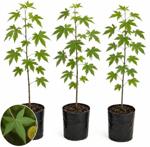 Sweetgum Tree Live Dormant Plants, 3 Pack Bare Root Saplings