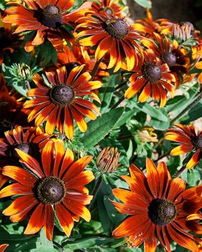 Rudbeckia Rustic Dwarfs Seeds Hardy Perennial Bright Yellow Flowers Easy to Grow Pollinator Friendly Long Blooming Colourful Garden Border Cottage 1 x Seed Packet by Thompson and Morgan