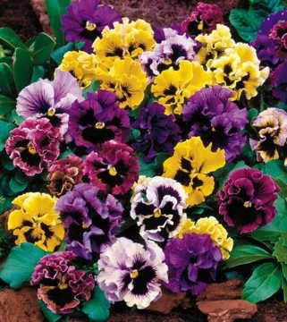 Miniatura 6 de Park Seed Majestic Giants ll - Semillas de mezcla de otoño paquete de 25 semillas